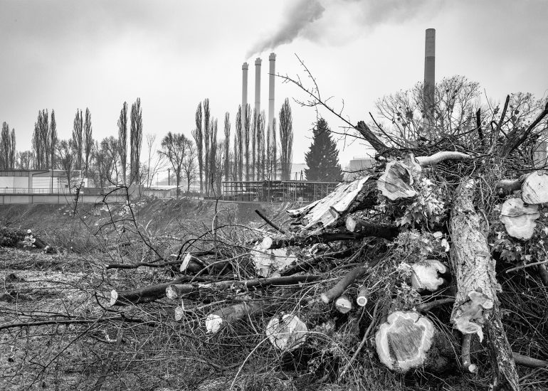 gefällte Bäume beim linken Murufer