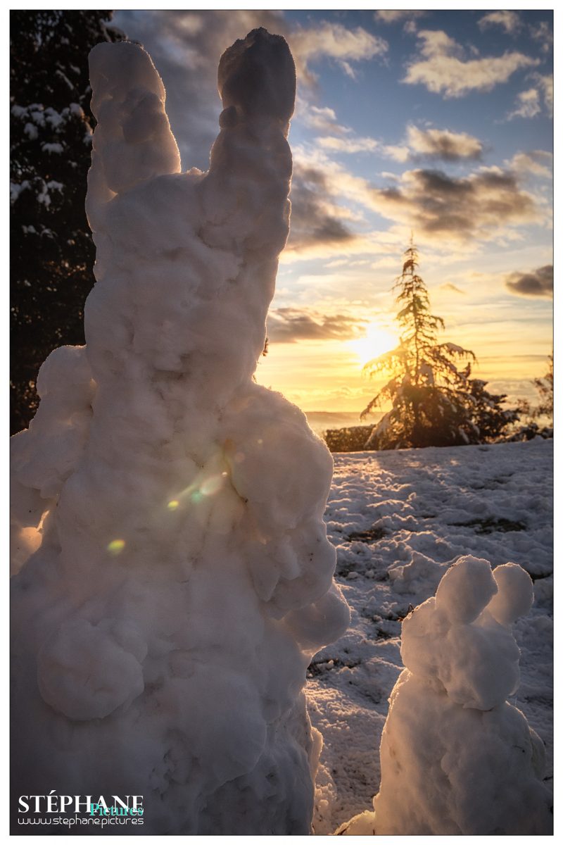 Zwei Schneehasen, deren letzte Stunden geschlagen haben. Die Sonne geht auf.